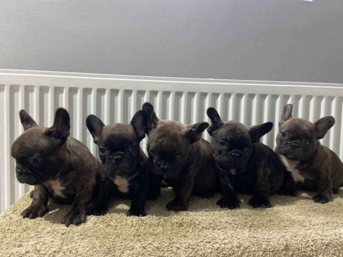 francuski buldog štenci besplatni mali oglasi