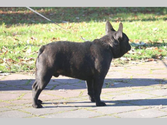 francuski buldog mužjak besplatni mali oglasi