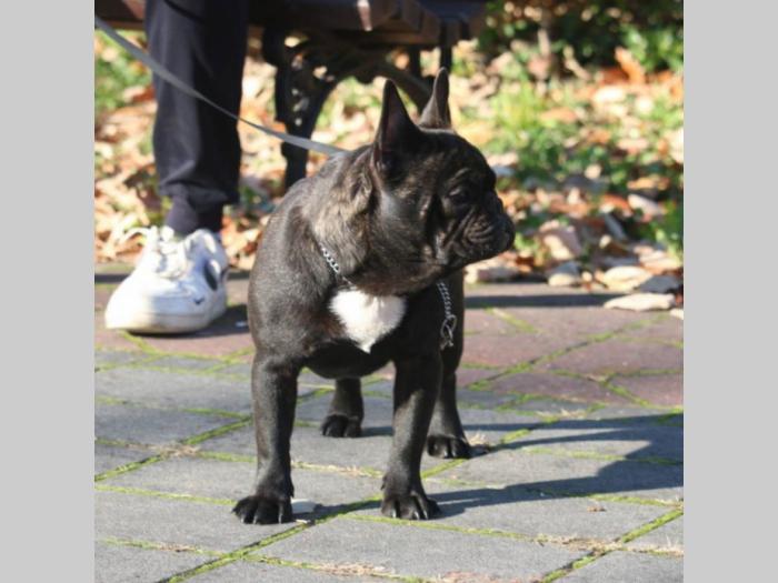 francuski buldog mužjak besplatni mali oglasi