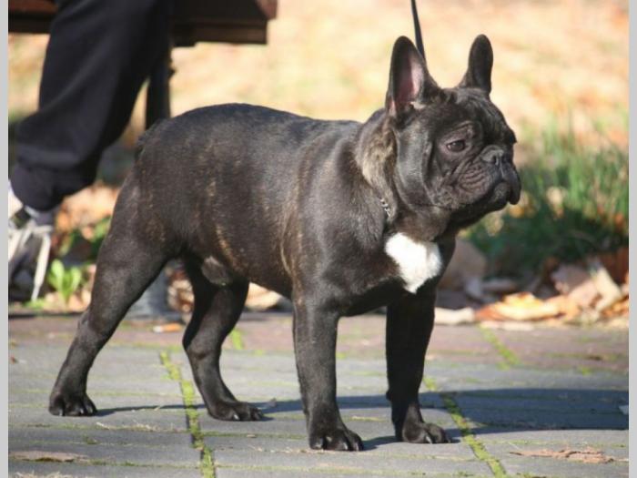 francuski buldog mužjak besplatni mali oglasi