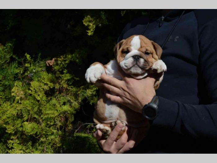 engleskog buldog besplatni mali oglasi