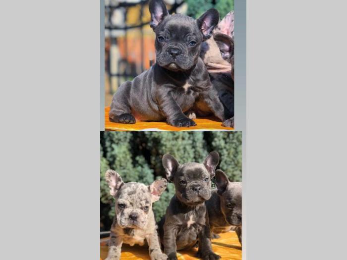 francuski buldog štenci besplatni mali oglasi