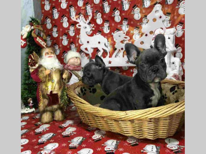 francuski buldog štenci besplatni mali oglasi