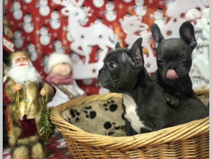 francuski buldog štenci besplatni mali oglasi