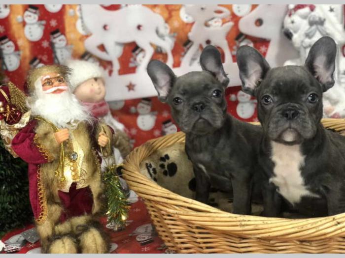 francuski buldog štenci besplatni mali oglasi
