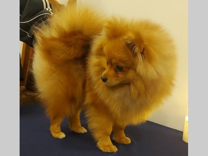 pomeranac besplatni mali oglasi