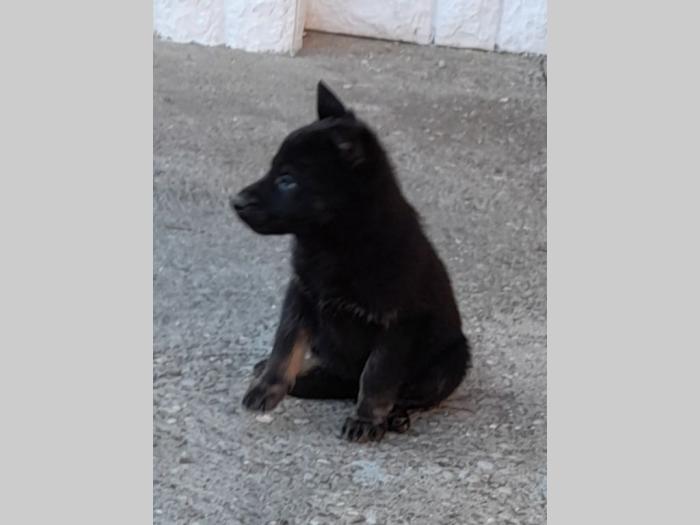 nemački ovčar štenci besplatni mali oglasi