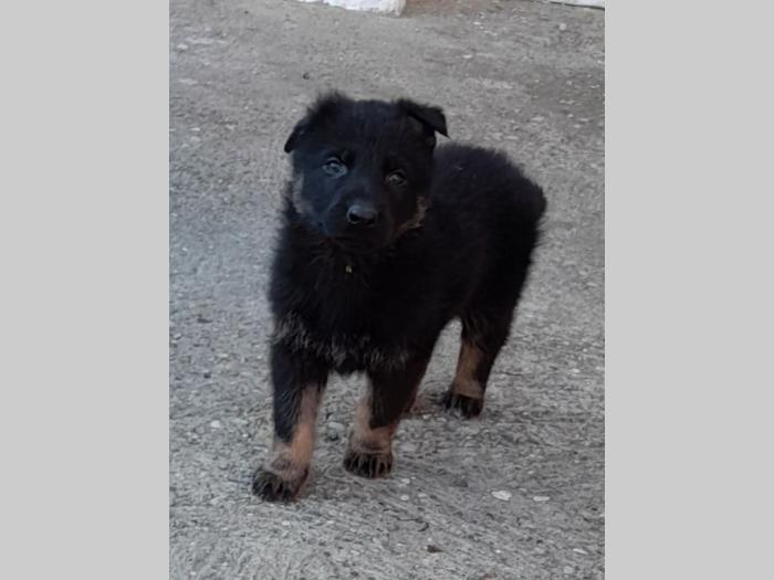 nemački ovčar štenci besplatni mali oglasi