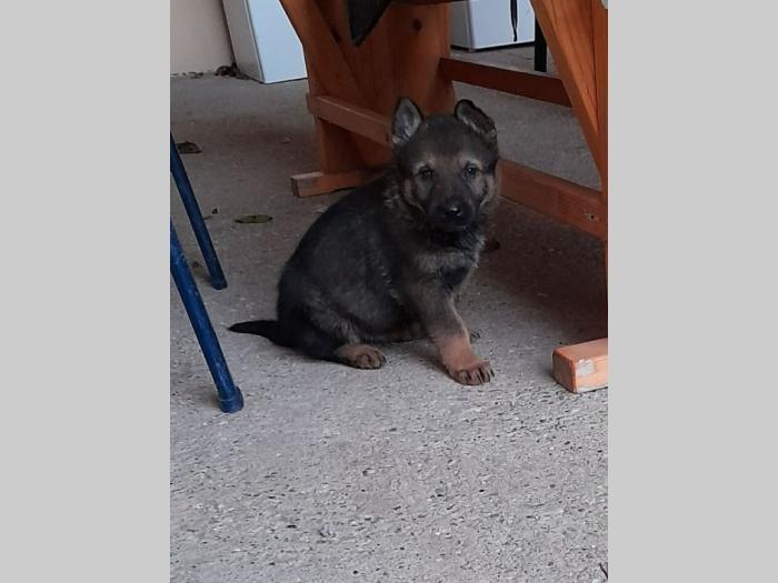 nemački ovčar štenci besplatni mali oglasi