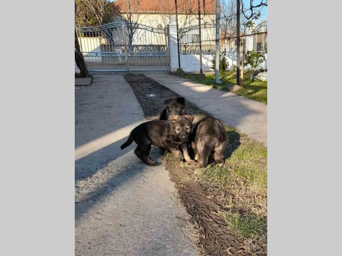 nemački ovčar štenci besplatni mali oglasi