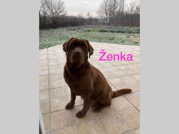 vrhunski štenci labradora na prodaju besplatni mali oglasi