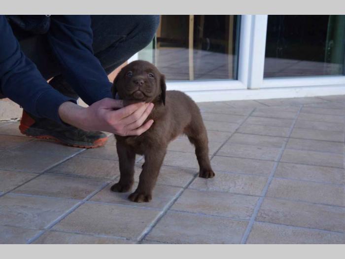 vrhunski štenci labradora na prodaju besplatni mali oglasi