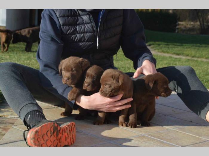 vrhunski štenci labradora na prodaju besplatni mali oglasi