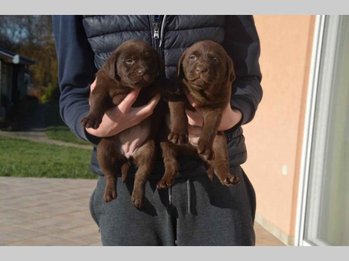 vrhunski štenci labradora na prodaju besplatni mali oglasi