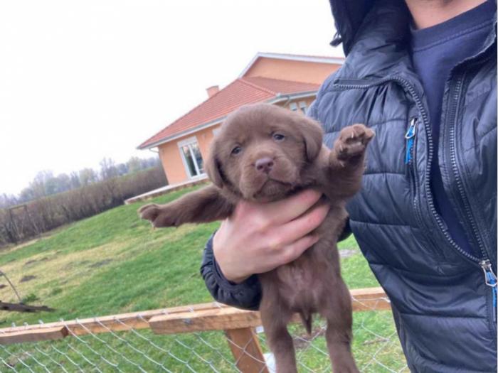 vrhunski štenci labradora na prodaju besplatni mali oglasi