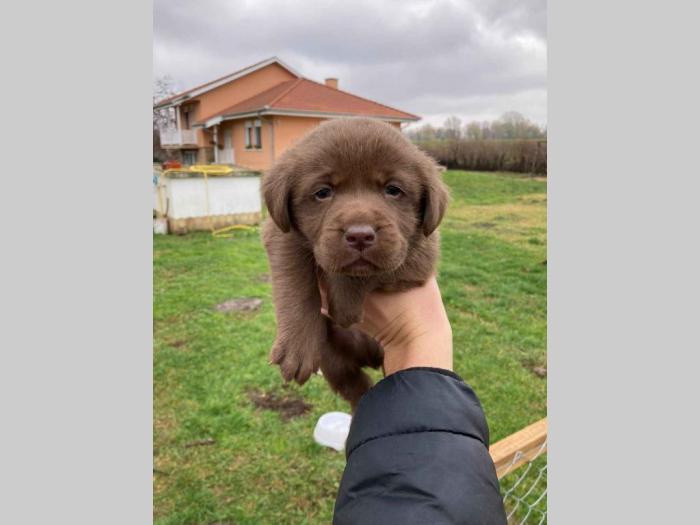 vrhunski štenci labradora na prodaju besplatni mali oglasi