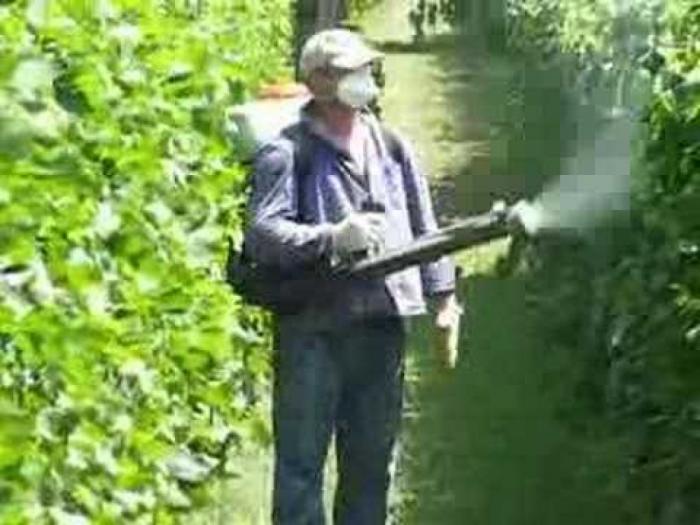 profesionalno orezivanje i zaštita vinove loze besplatni mali oglasi