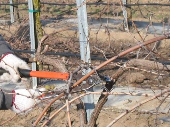 profesionalno orezivanje i zaštita vinove loze besplatni mali oglasi