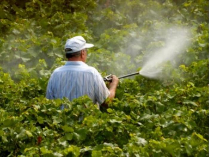 profesionalno orezivanje i zaštita vinove loze besplatni mali oglasi