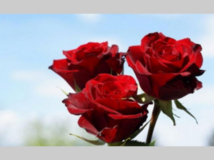 profesionalno orezivanje i zaštita vinove loze besplatni mali oglasi
