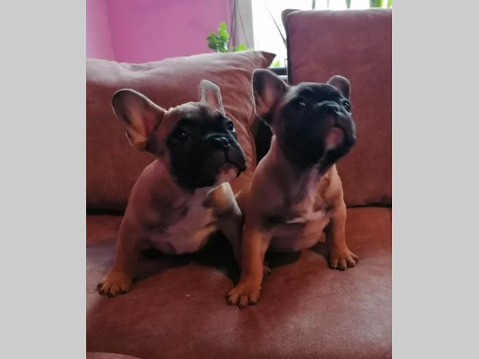 francuski buldog mužjak i ženka besplatni mali oglasi