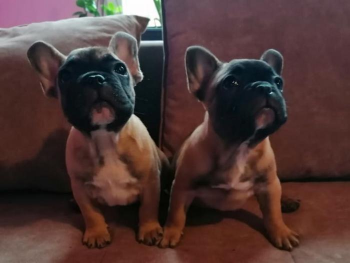 francuski buldog mužjak i ženka besplatni mali oglasi