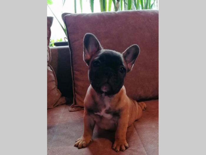 francuski buldog mužjak i ženka besplatni mali oglasi