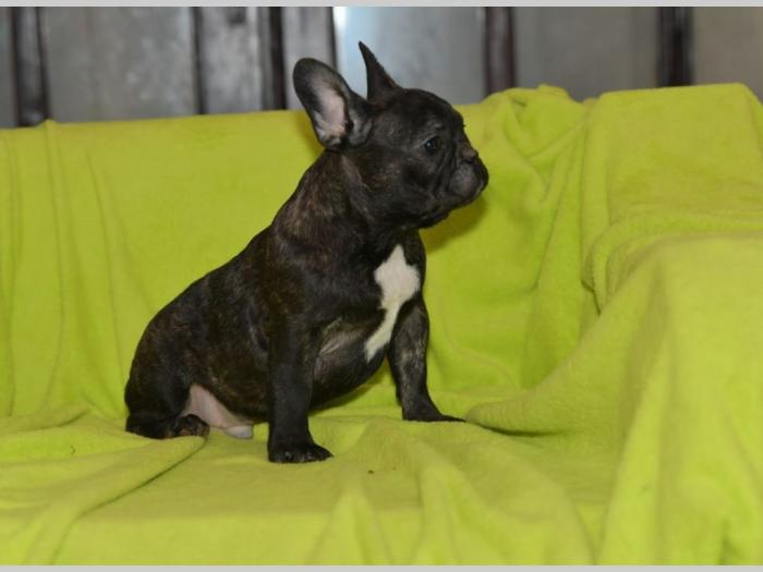 francuski buldog štenci besplatni mali oglasi