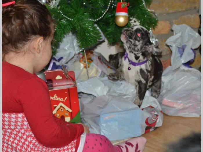 francuski buldog štenci besplatni mali oglasi