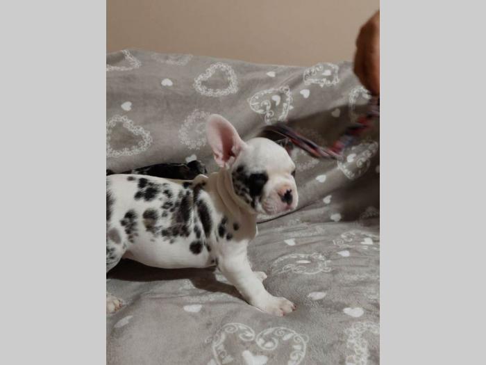 francuski buldog merle štenci besplatni mali oglasi