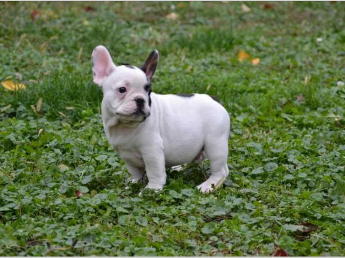 francuski buldog štenci besplatni mali oglasi