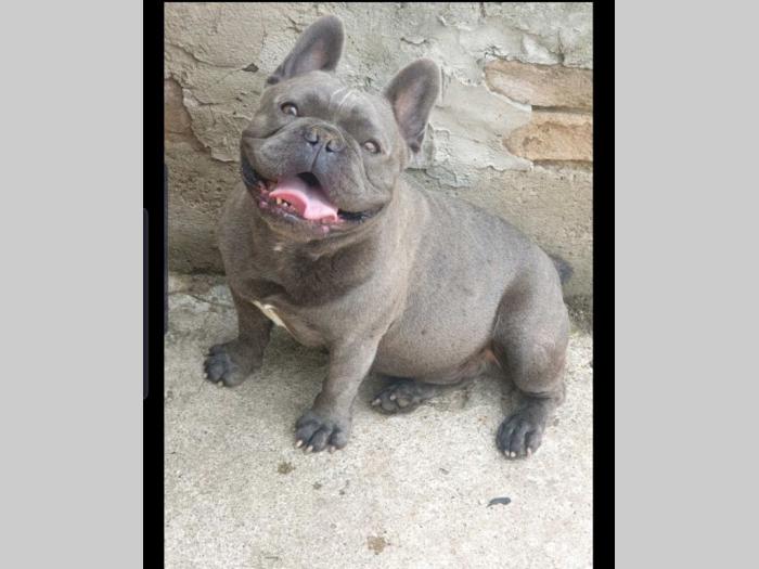 plavi francuski buldog besplatni mali oglasi