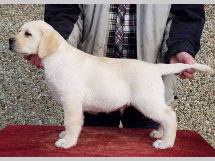 labradori štenci besplatni mali oglasi