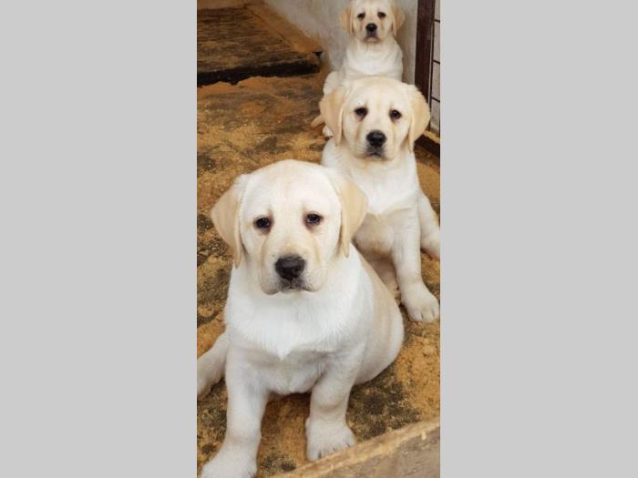 labradori štenci besplatni mali oglasi