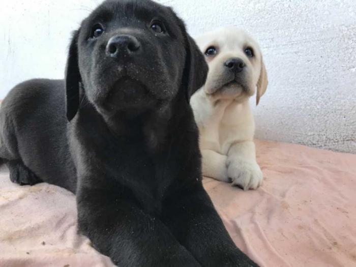 labradori štenci besplatni mali oglasi