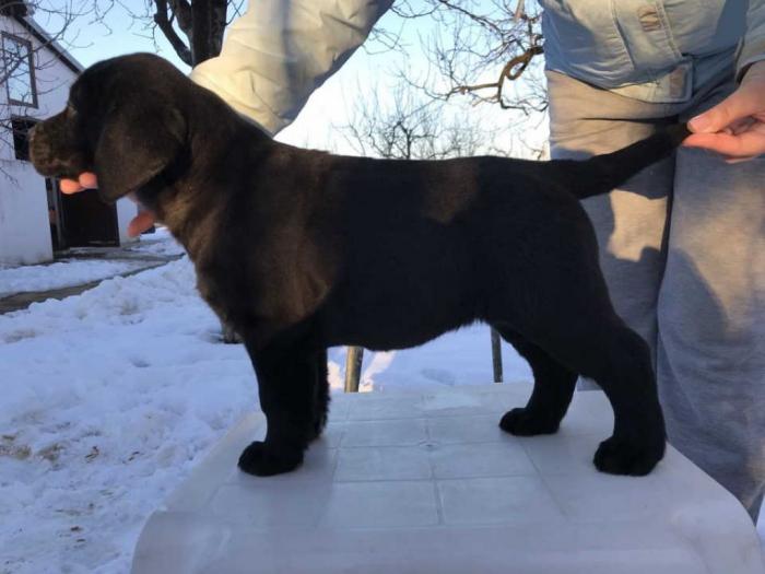 labradori štenci besplatni mali oglasi