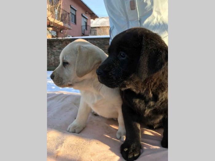 labradori štenci besplatni mali oglasi