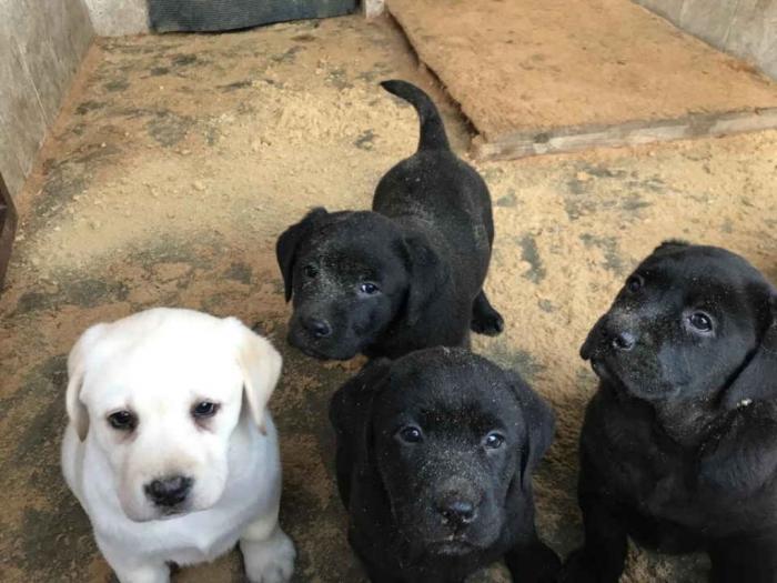 labradori štenci besplatni mali oglasi