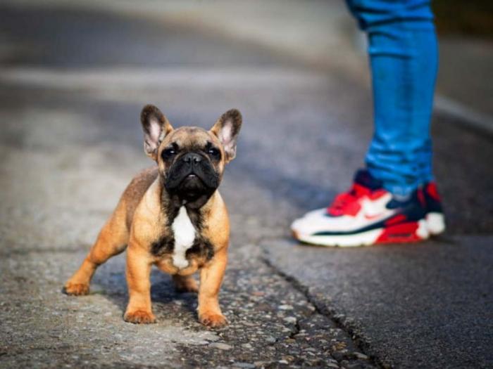 francuski buldog štenci besplatni mali oglasi