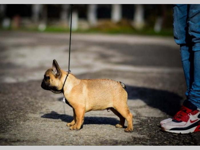 francuski buldog štenci besplatni mali oglasi