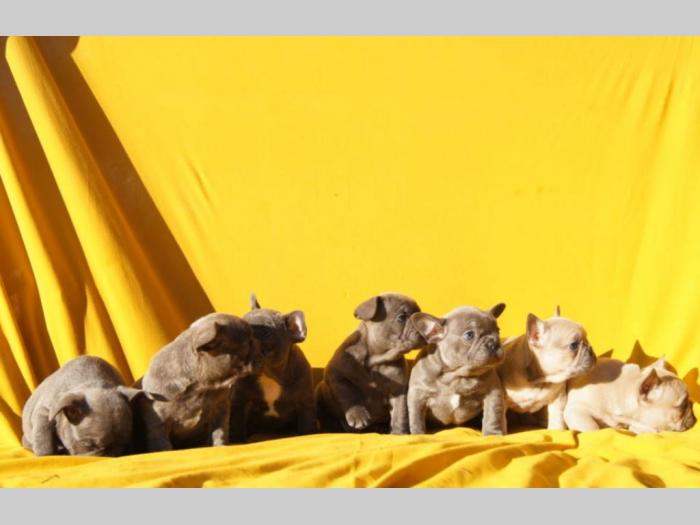 štenci francuskog buldoga rezervacija besplatni mali oglasi