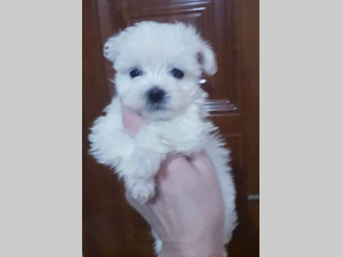 mini maltezer štenci besplatni mali oglasi
