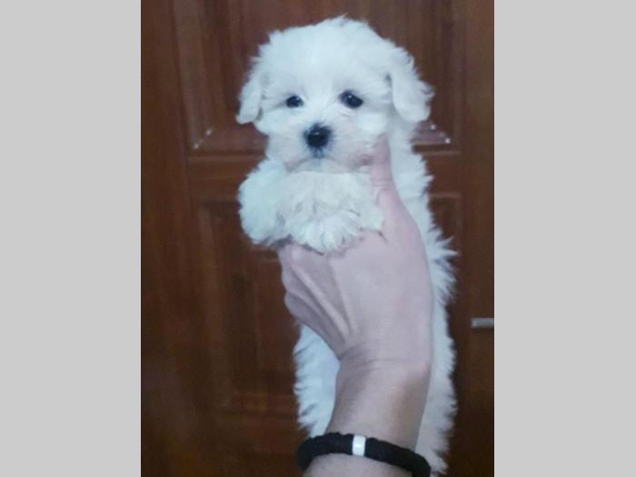 mini maltezer štenci besplatni mali oglasi