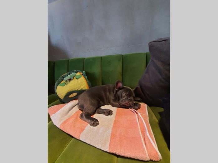 francuski buldog štenci besplatni mali oglasi