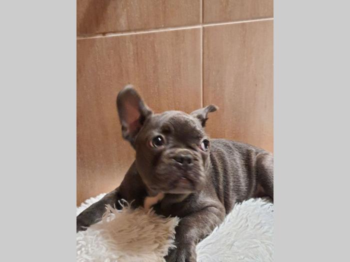 francuski buldog štenci besplatni mali oglasi