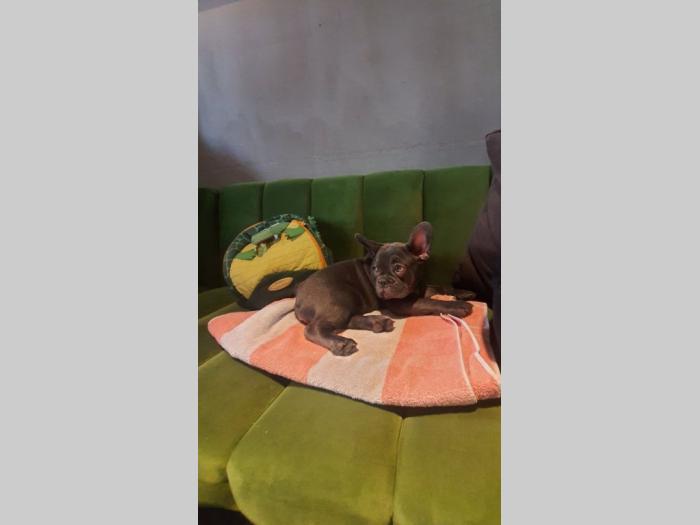 francuski buldog štenci besplatni mali oglasi
