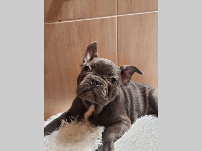 francuski buldog štenci besplatni mali oglasi