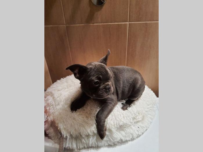 francuski buldog štenci besplatni mali oglasi