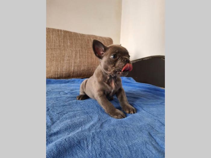 francuski buldog štenci besplatni mali oglasi