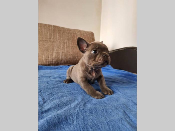 francuski buldog štenci besplatni mali oglasi